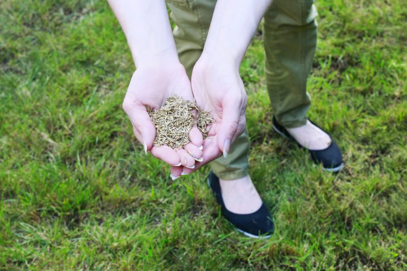 Late Summer Lawn Care