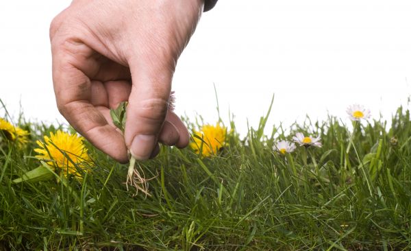 Lawn Weeding - Lawn Weeding San Antonio, Texas